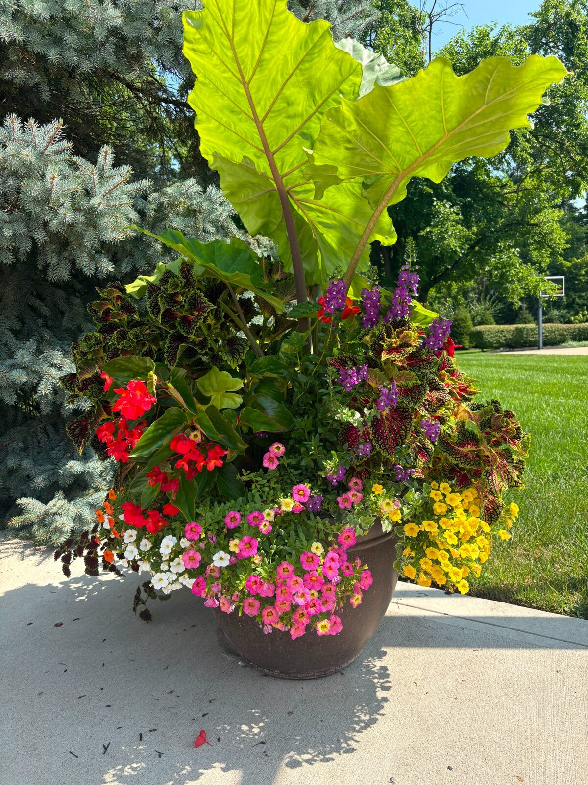 Summer statement planter by M&J Landscaping