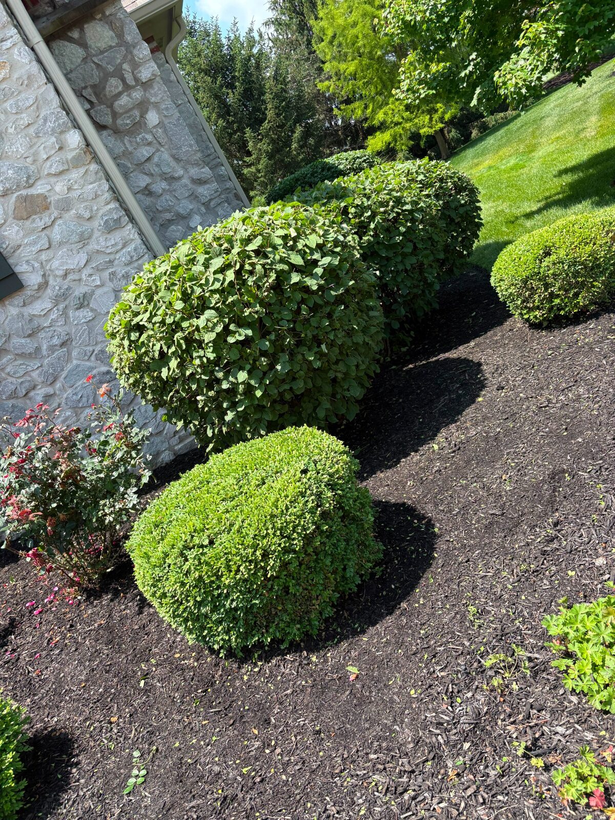 Shrub care and fresh mulch by M&J Landscaping